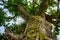 Oak view from bottom to top. A mighty old tree with moss on the bark and green leaves