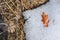 Oak weathered leaf on melting snow background, weathered dry grass