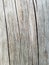 Oak wood rustic grey background tree outside