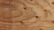 Oak wood texture