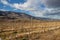 Oakanagan Valley, British Columbia, Canada - October 27, 2021: Vines growing in a vineyard near Osoyoos, British Columbia