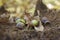 Oaken leaves and acorns. Close-up