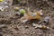 Oaken leaves and acorns. Close-up