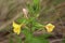 Oakes` evening primrose