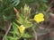 Oakes` evening primrose