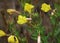 Oakes` evening primrose