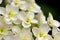 Oakleaf hydrangea