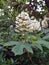 Oakleaf Hydrangea