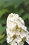 Oakleaf hydrangea blossom close up in a garden