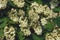 Oakleaf hydrangea. Close-up image of multiple flowers.