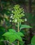 Oakleaf hydrangea Hydrangea quercifolia showing perfect leaf form and flower stalk with buds and white blooms, bokeh background.