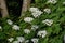 Oakleaf hydrangea / Hydrangea quercifolia `Snow flake`