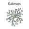 Oakmoss Evernia prunastri , medicinal plant