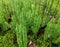 Oakmoss Lycopodium annotinum in early fall. Vegetable plant.