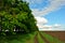 Oaks along the road, plowed field humus