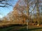 Oaks being bathed with sunlit besides the lake