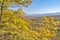 Oaks on the edge of a cliff in the mountains