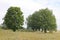 Oaks on the edge of the forest in summer