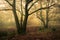 Oaks at Fishpond Wood, Nidderdale