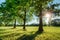 Oaks in a green field in the summer time by the sun