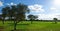 Oaks on green meadow