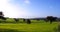 Oaks on green meadow