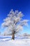 Oaks in hoarfrost