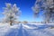 Oaks in hoarfrost