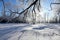 Oaks in hoarfrost