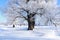 Oaks in hoarfrost