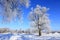 Oaks in hoarfrost