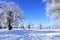 Oaks in hoarfrost