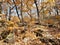 Oaks on the slope in the Gorge of the Cheeks of the Dardanelles in October. Russia, Primorsky Krai, Partizansky district