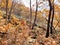 Oaks among the stones on the slope in the Gorge of the Cheeks of the Dardanelles in October. Russia, Primorsky Krai, Partizansky d