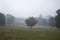 Oaks Trees, nature fog and mystery