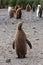 An Oakum Boy or Juvenile King Penguin with Back to Camera