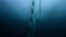 oarfish hanging vertically
