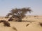Oases of Egypt - Desert of Egypt