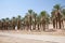 Oasis, Dead Sea, Ein Gedi