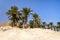 Oasis in desert. Palm trees grove in desert. Wilderness. Deserted territory against blue cloudless sky. Scorching sand and green