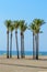 Oasis of a large group of palm trees on the beach of Roquetas de Mar. August 14, 2019. Roquetas de Mar Almeria. Spain. Travel