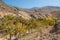 Oasis in the mountain valleys at Jebel Shams