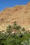 Oasis river valley in dry desert in north Africa