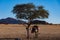 Oasis, Sahara desert in Chad. Two camels stands next to the tree.