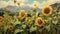 Oasis Of Sunflowers: A Realistic Landscape Painting On Unprimed Canvas