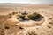 oasis surrounded by flat, dry and barren desert landscape