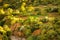 Oasis in the valley of Oued Dades, Morocco