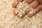 Oat cereal flake. Person with grains in hand. Macro. Whole food.