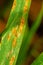 Oat crown rust Puccinia coronata var avenae