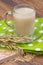 Oat decoction in a transparent mug, grains and ears